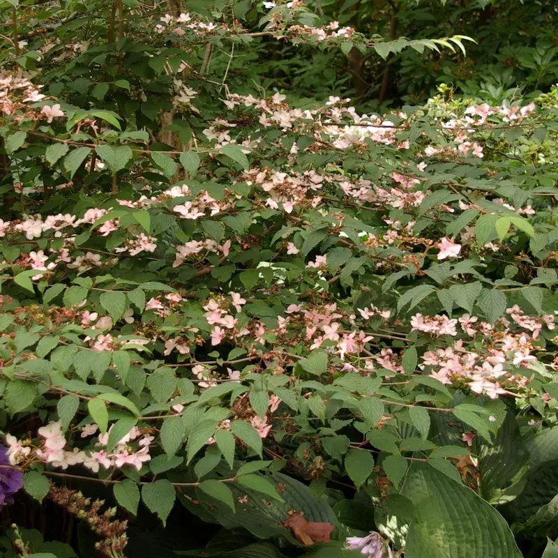 Viburnum plicatum 'Pink Beauty' gestekt