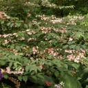 Viburnum plicatum 'Pink Beauty' gestekt