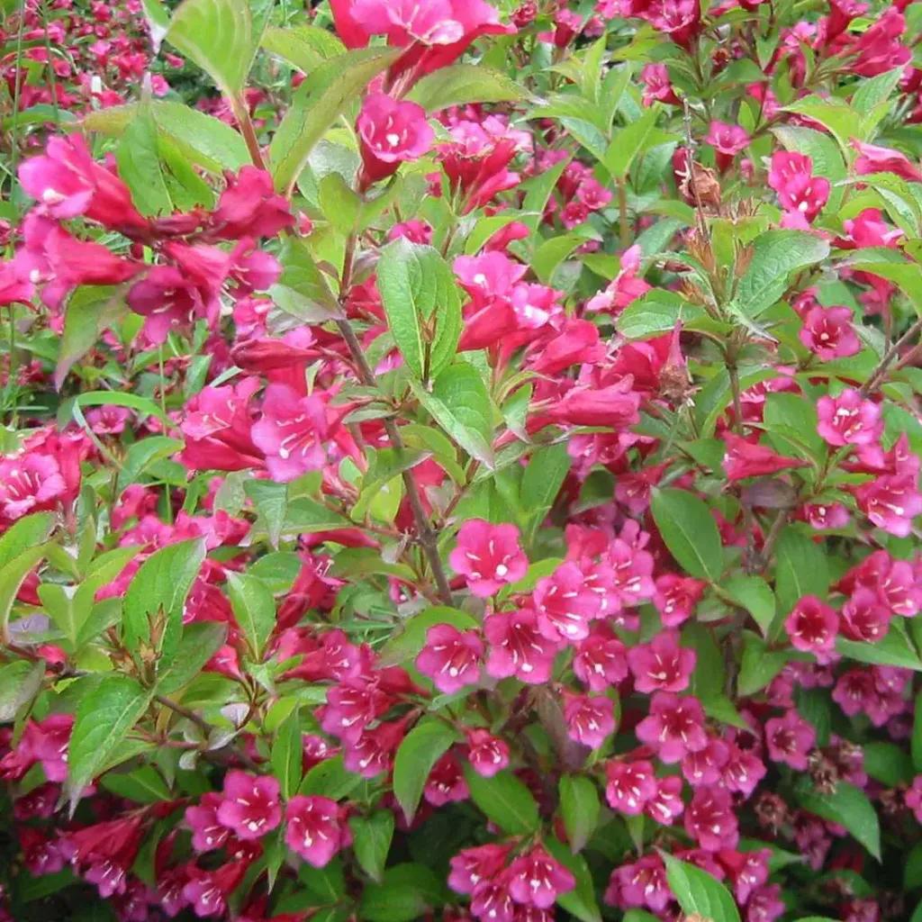 Weigela 'Bristol Ruby'