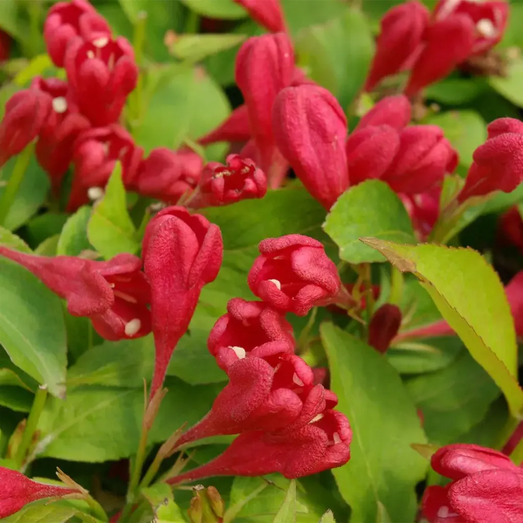 Weigela flor. ALL SUMMER RED ® 'Slingco1'