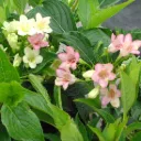 Weigela florida 'Marjorie'