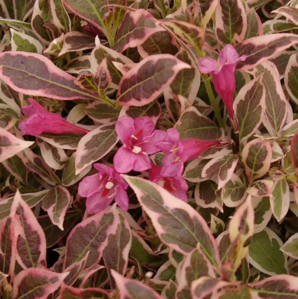 Weigela flor. MONET ® 'Verweig'