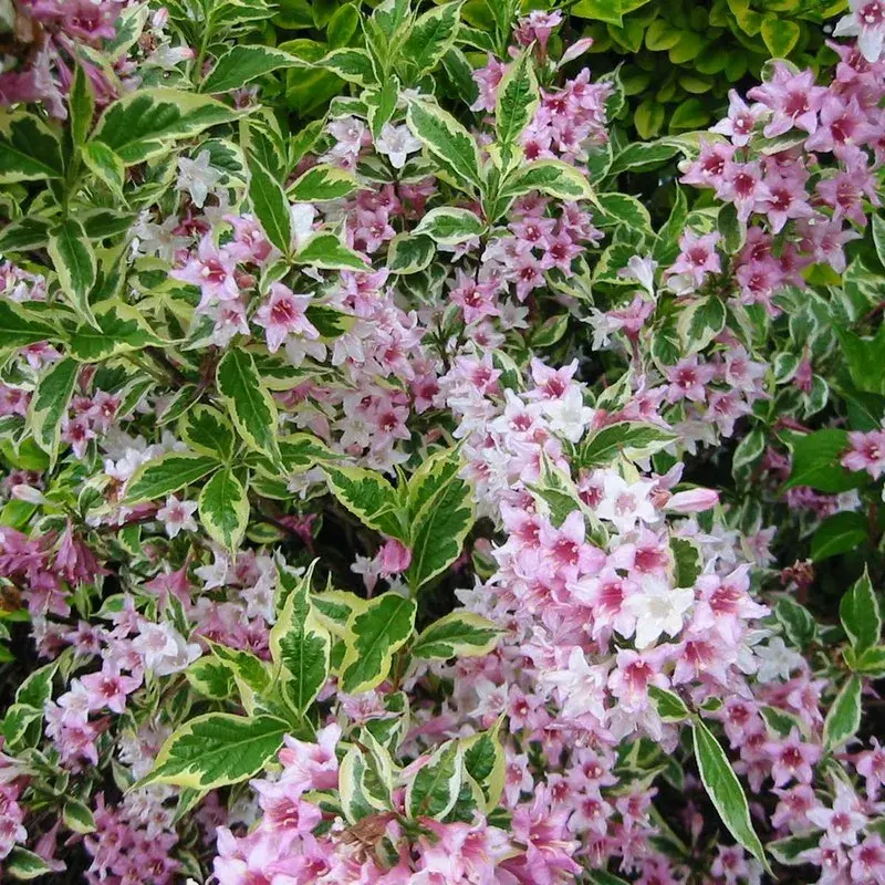 Weigela florida 'Variegata'