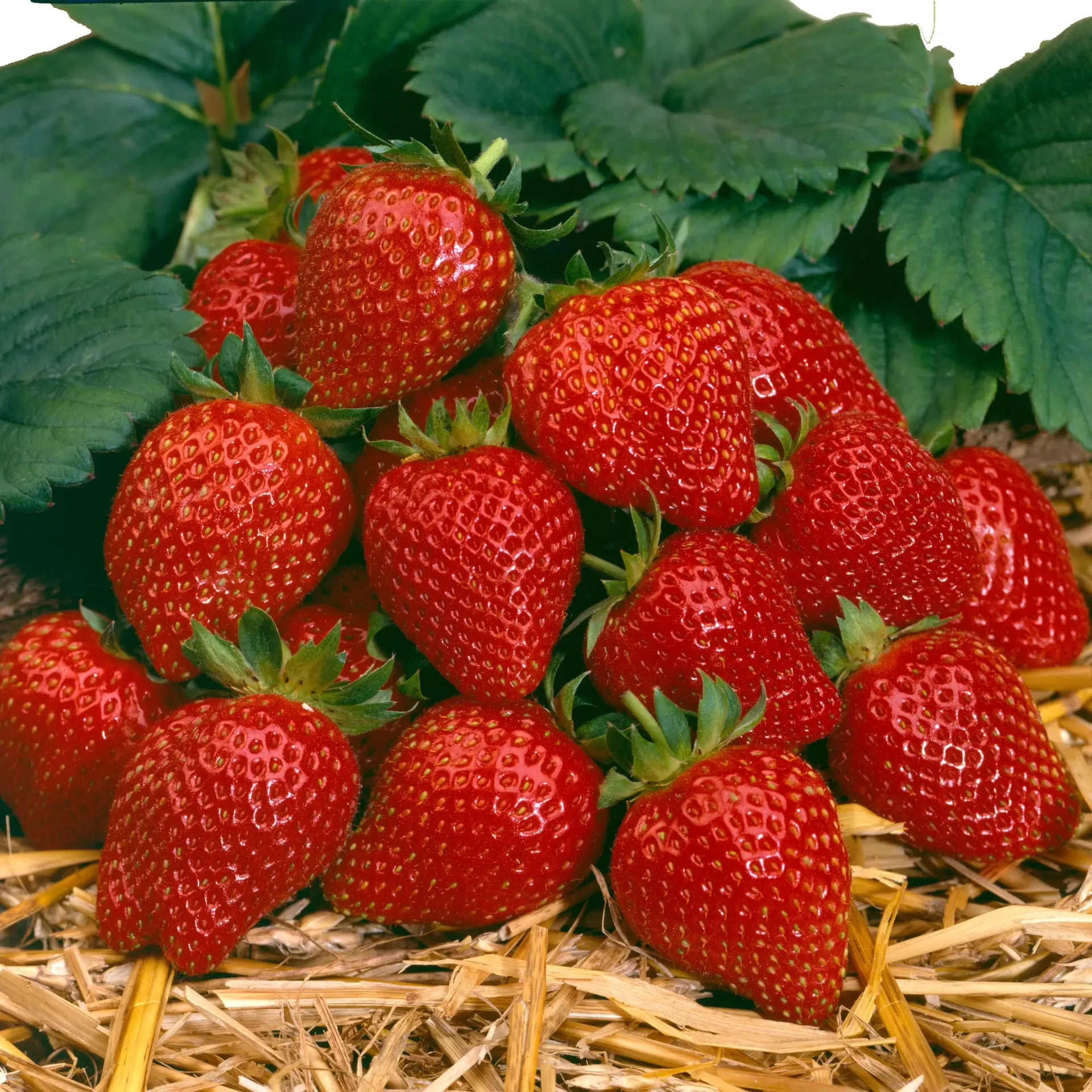 Fraisier Sweet Marathon