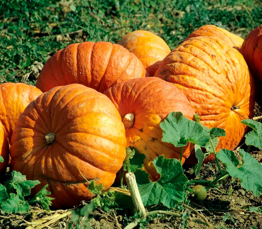 Potiron rouge vif d'étampes