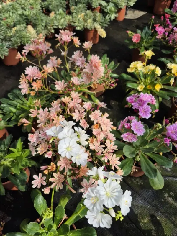 Lewisia cotyledon Elise Mix
