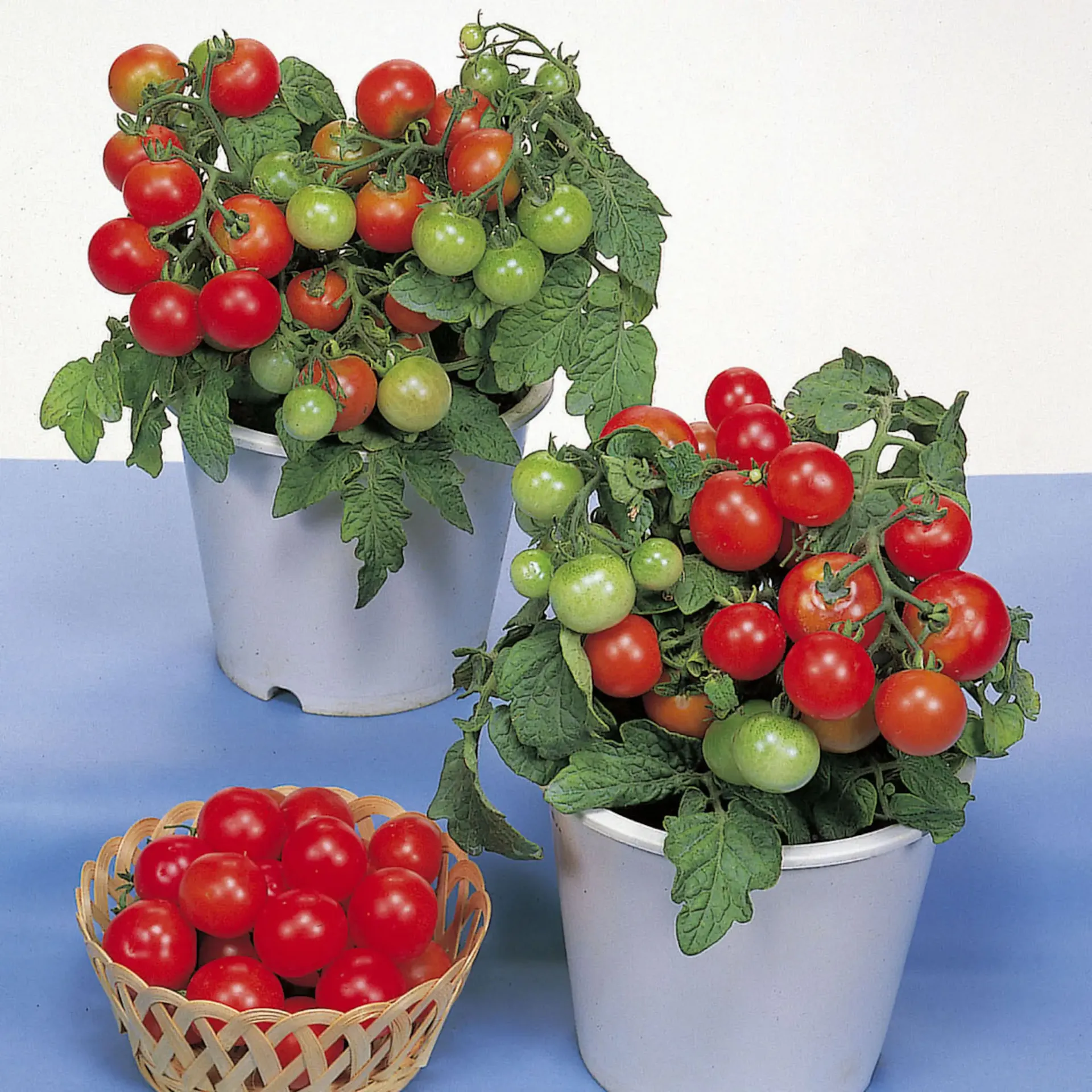 Tomate Cerise Robin Hood