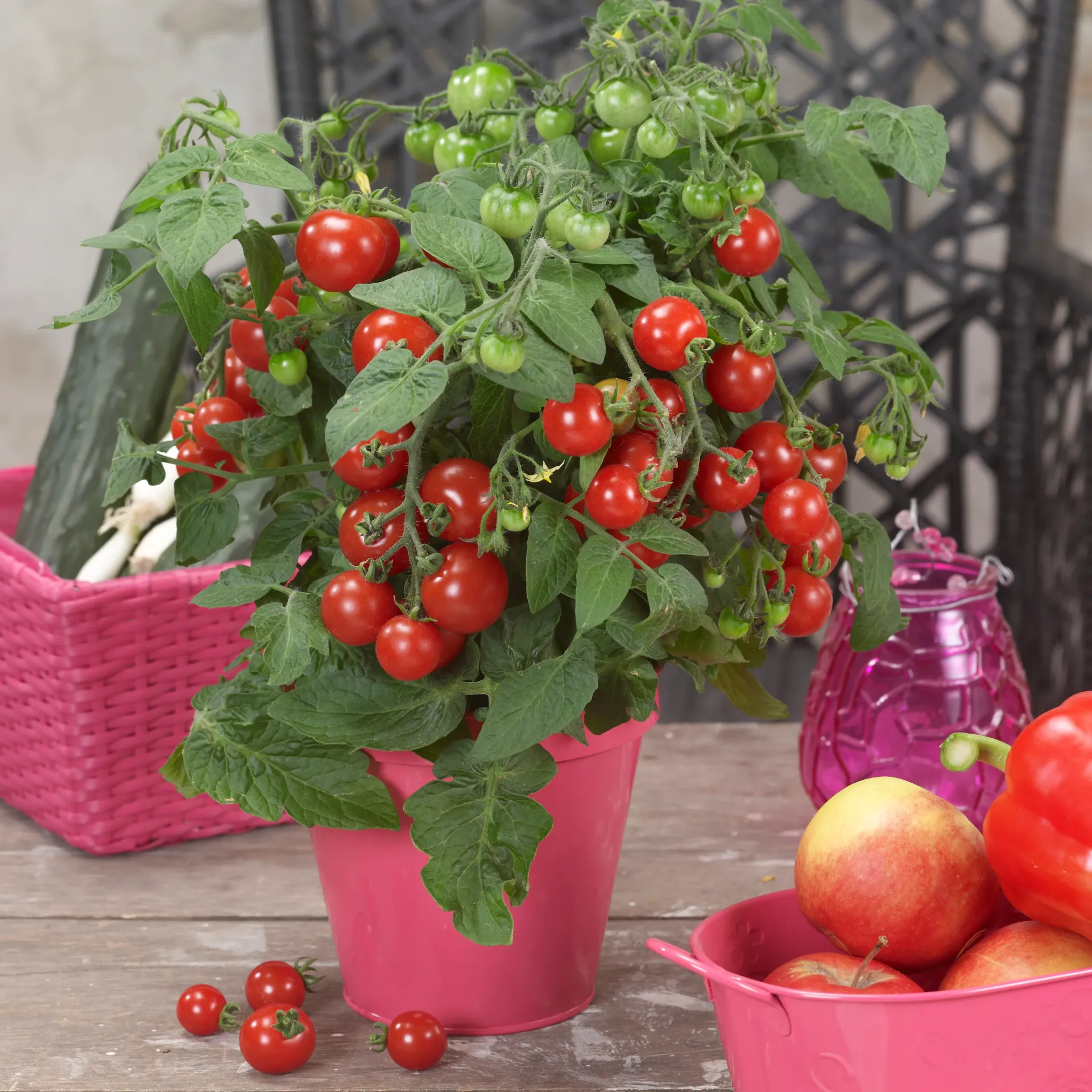 Plant de Tomate Cerise Sturdy Jo