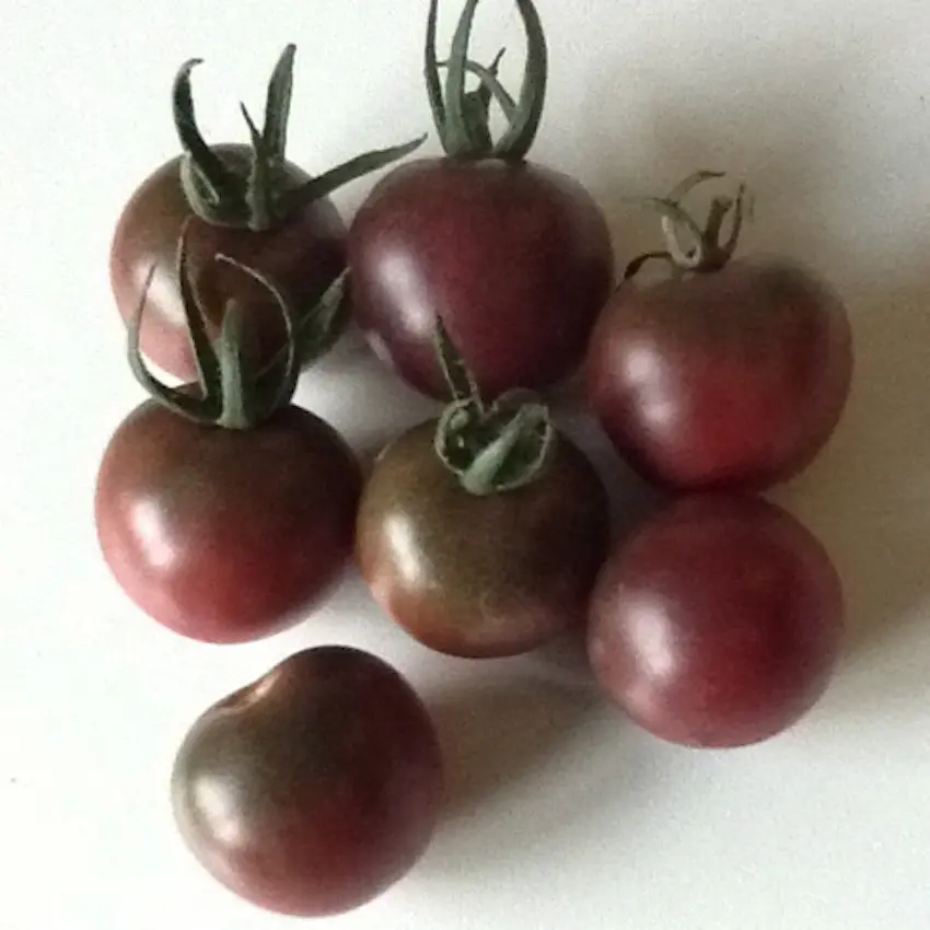 Tomate Cerise Black Cherry