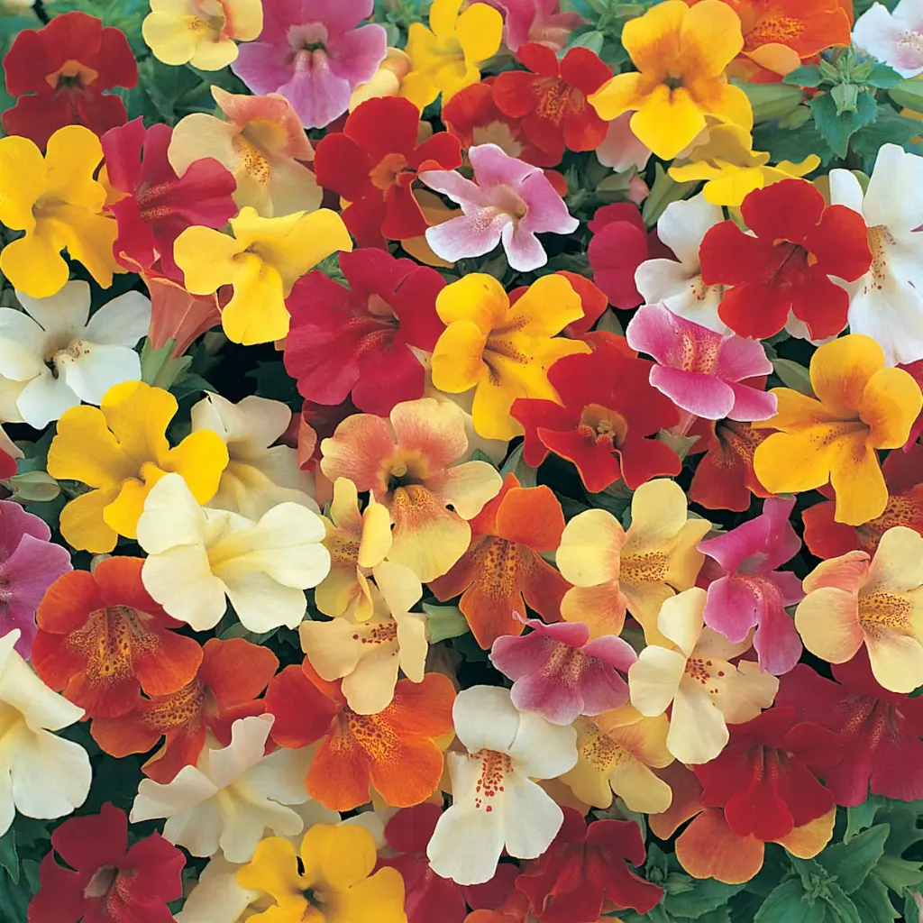 Mimulus hybrid Magic Mix