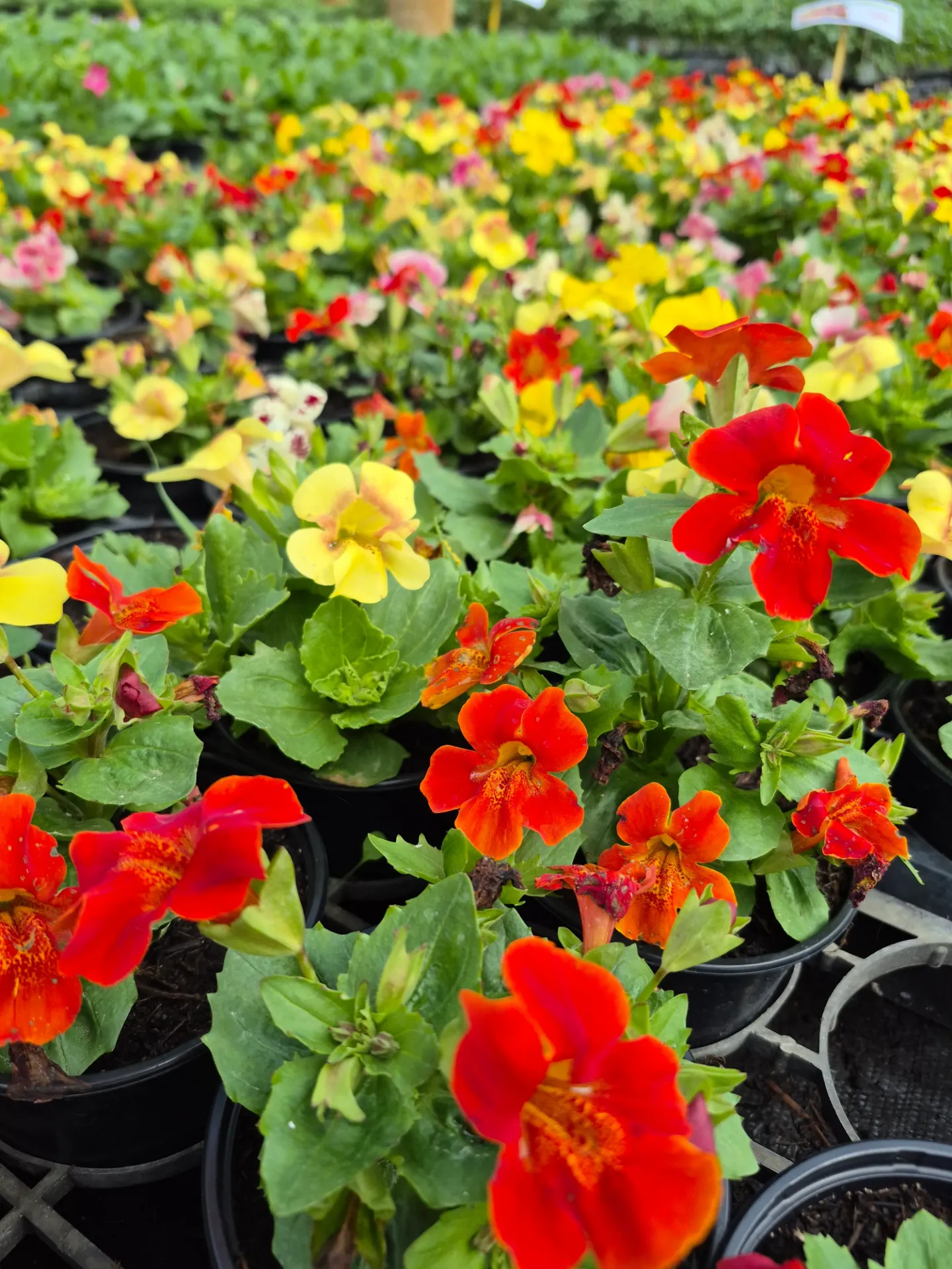 Mimulus hybrid Magic Mix