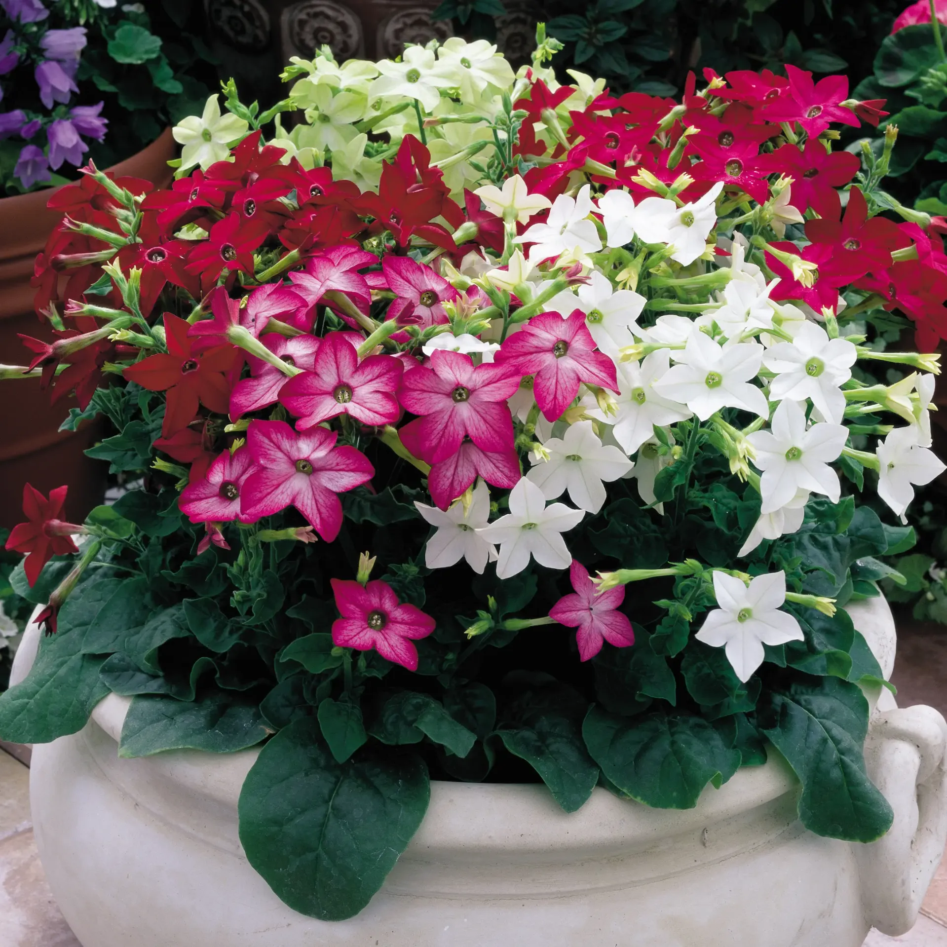 Nicotiana sanderae Davidof Mix