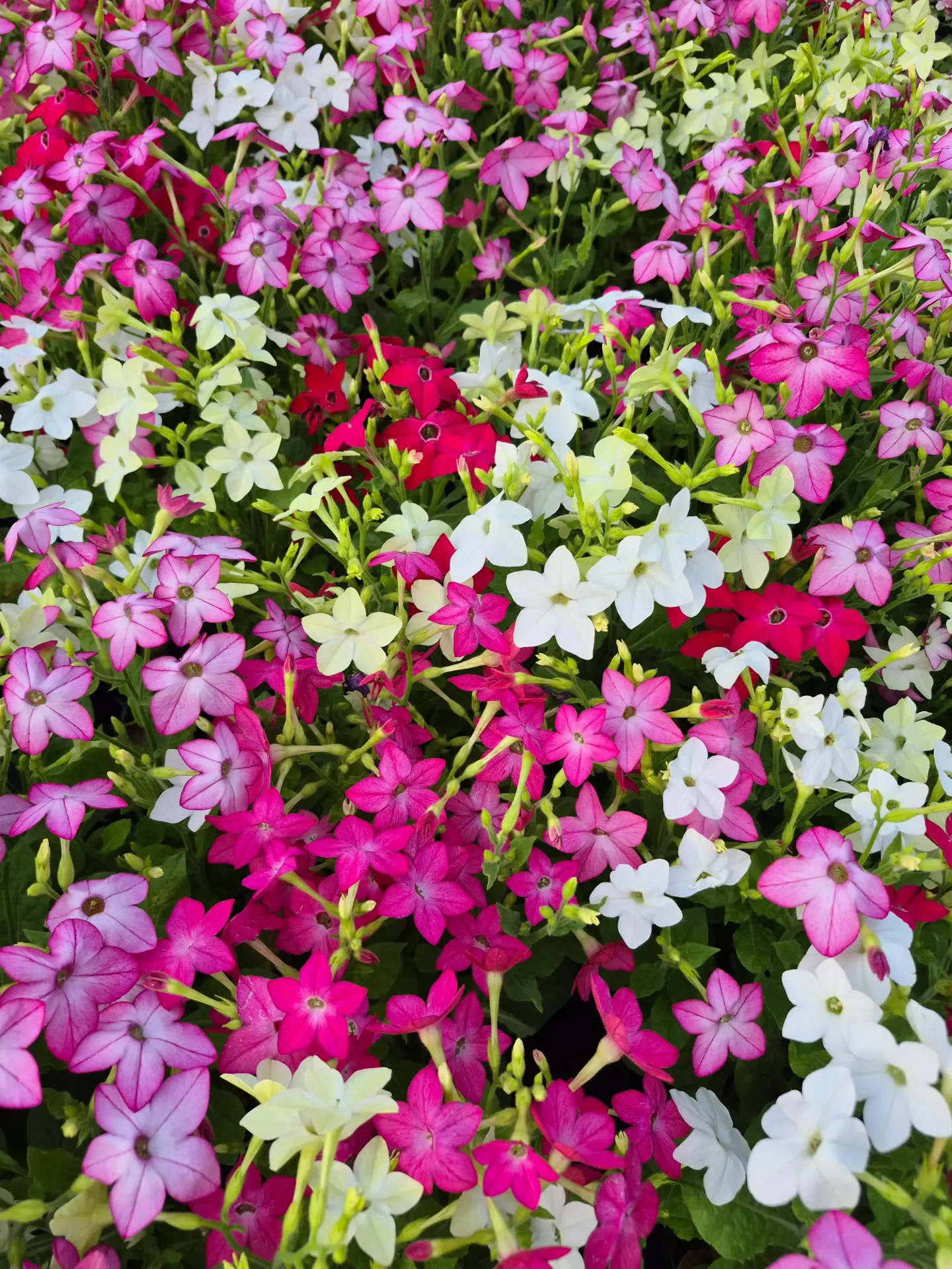 Nicotiana sanderae Davidof Mix