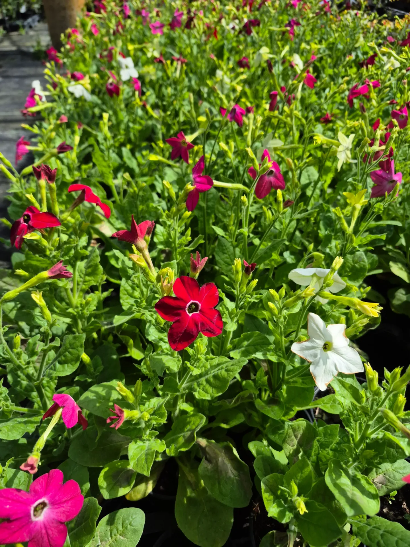 Nicotiana sanderae Davidof Mix