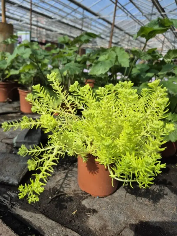 Sedum rupestre Lemon Ball