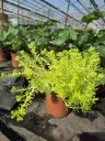 Sedum rupestre Lemon Ball