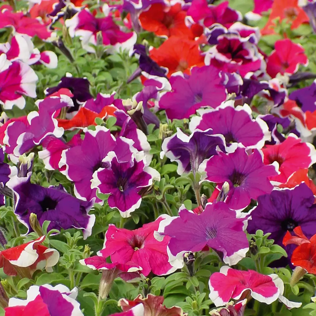 Petunia hybrida Sublima Picotee Mix