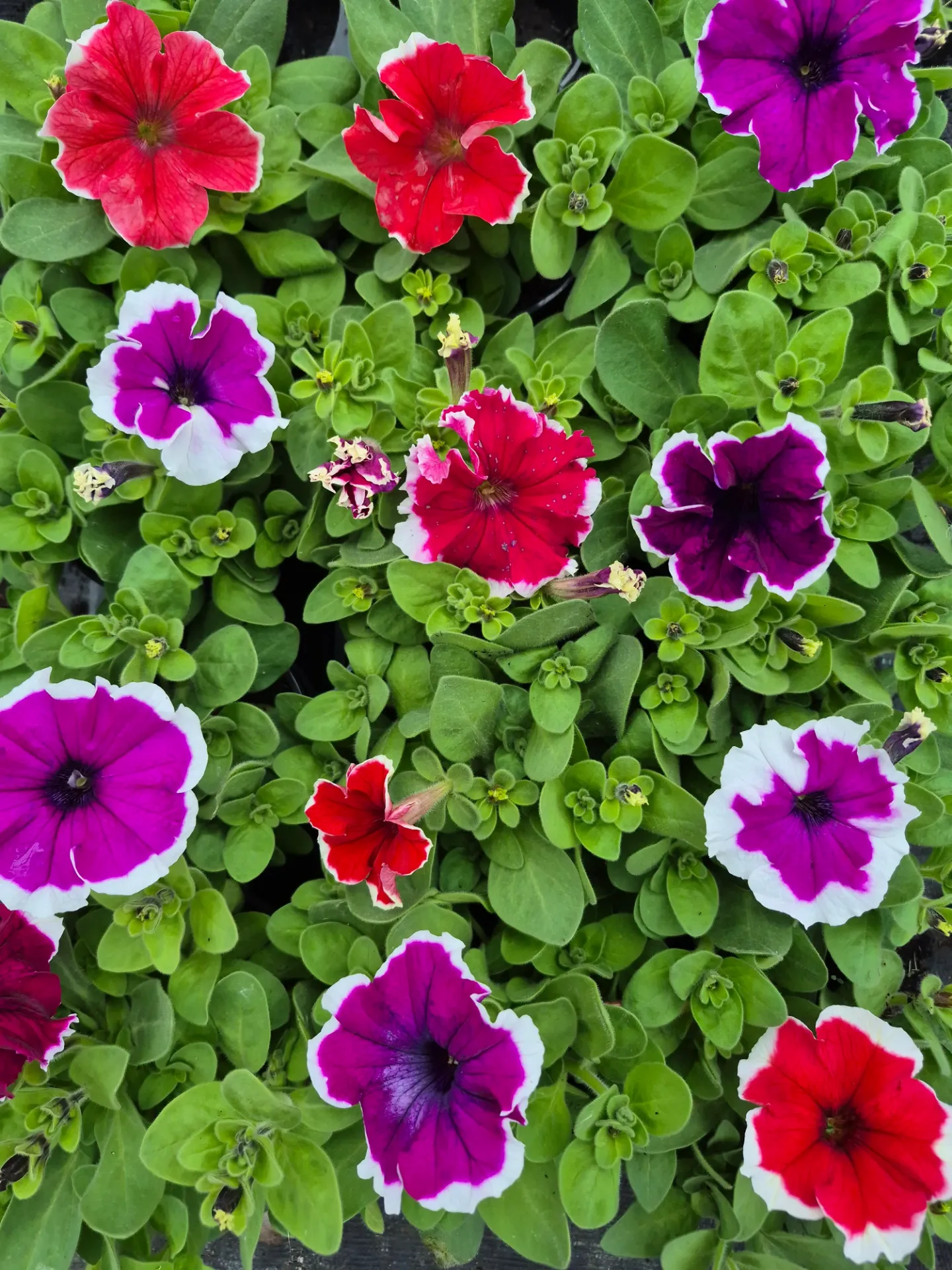 Petunia hybrida Sublima Picotee Mix