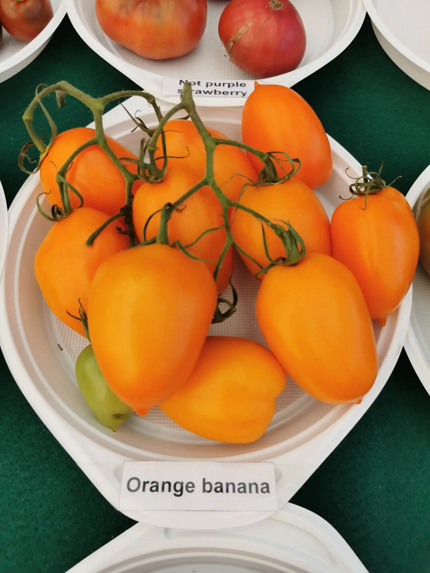 Plan de Tomate Orange Banana