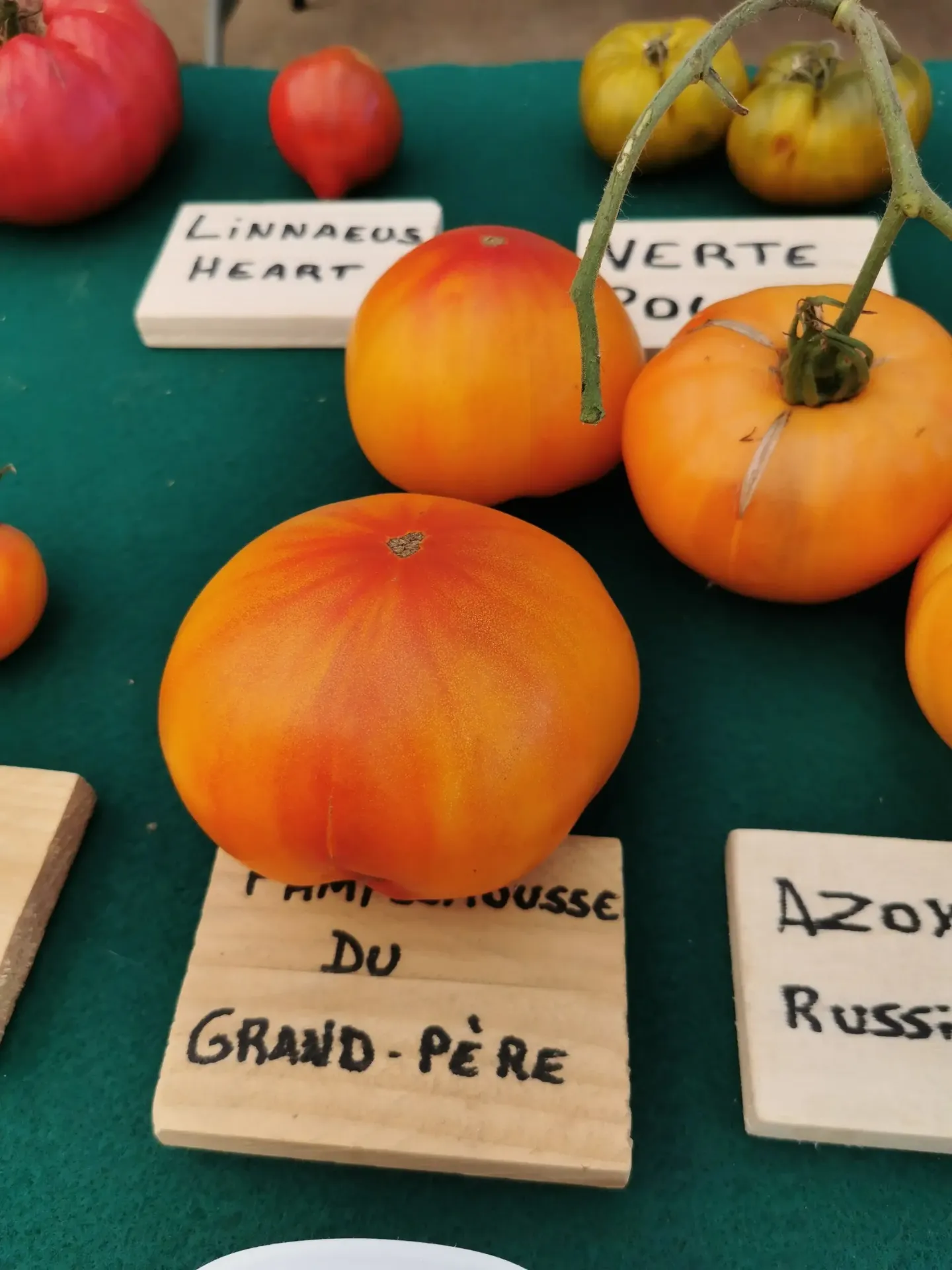 Tomate Pamplemousse du Grand-Père