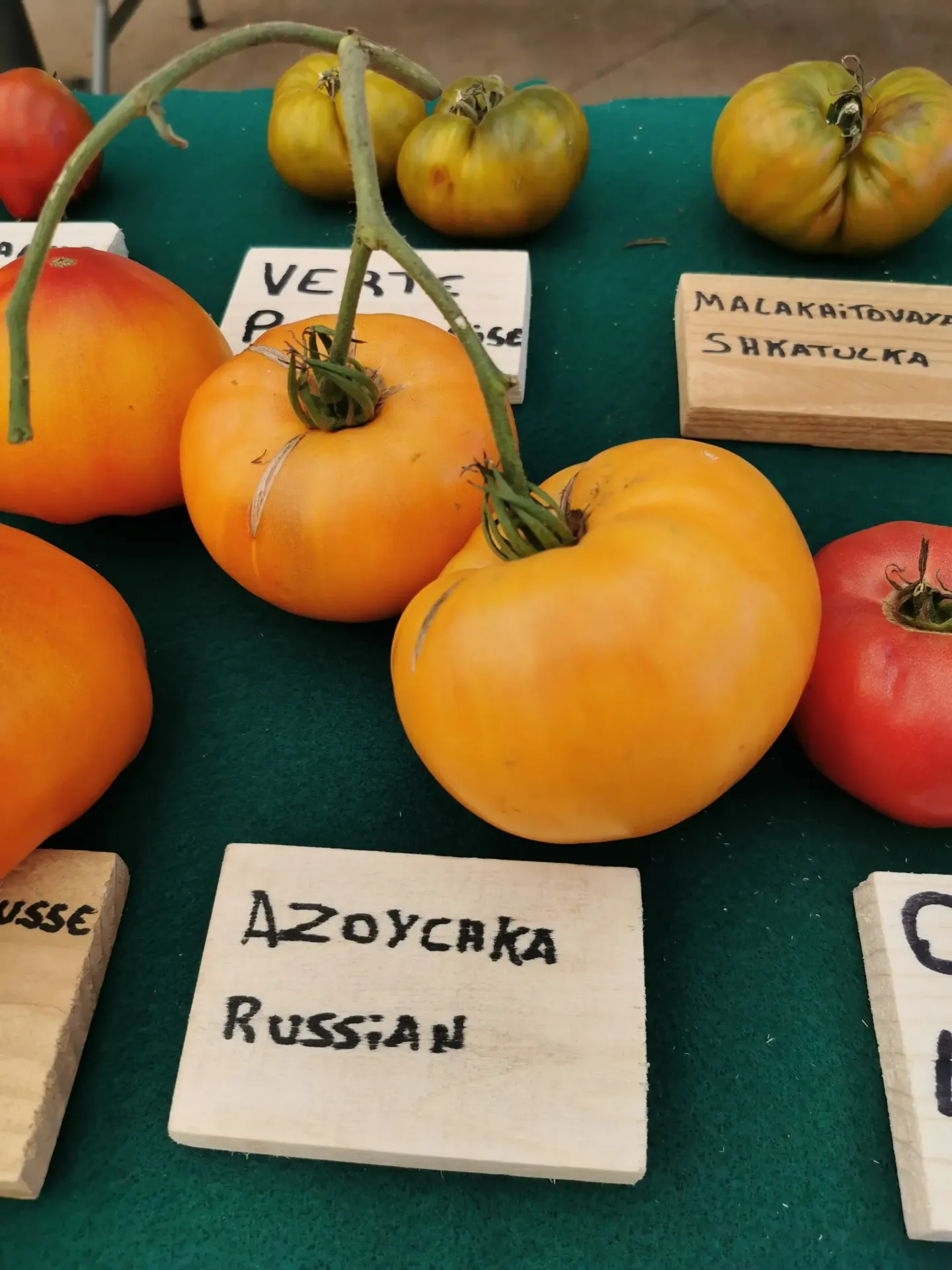 Tomate azoychka russian