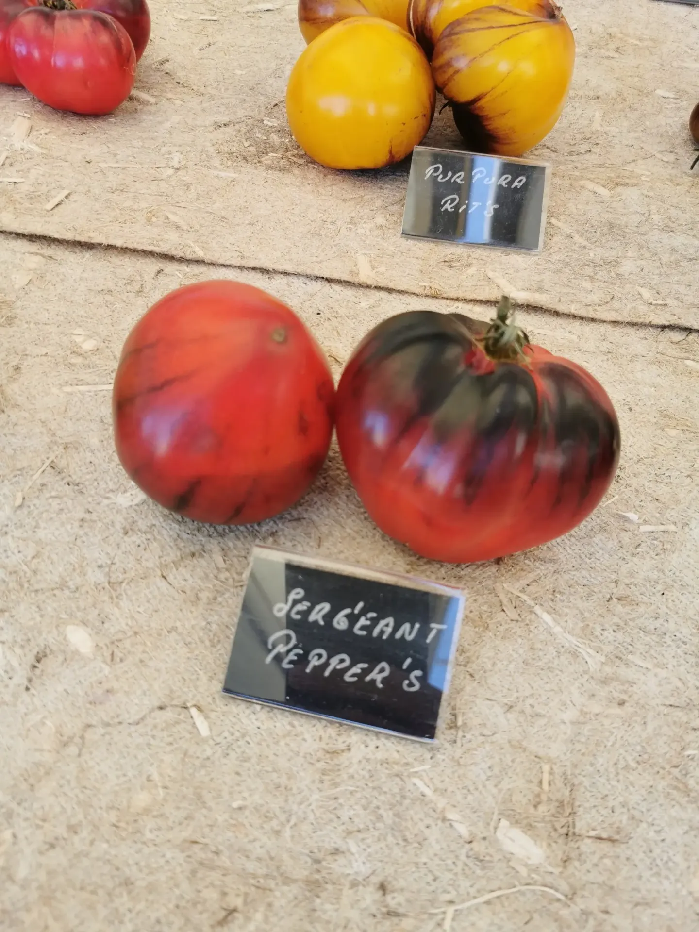 Tomate Sergeant Pepper's