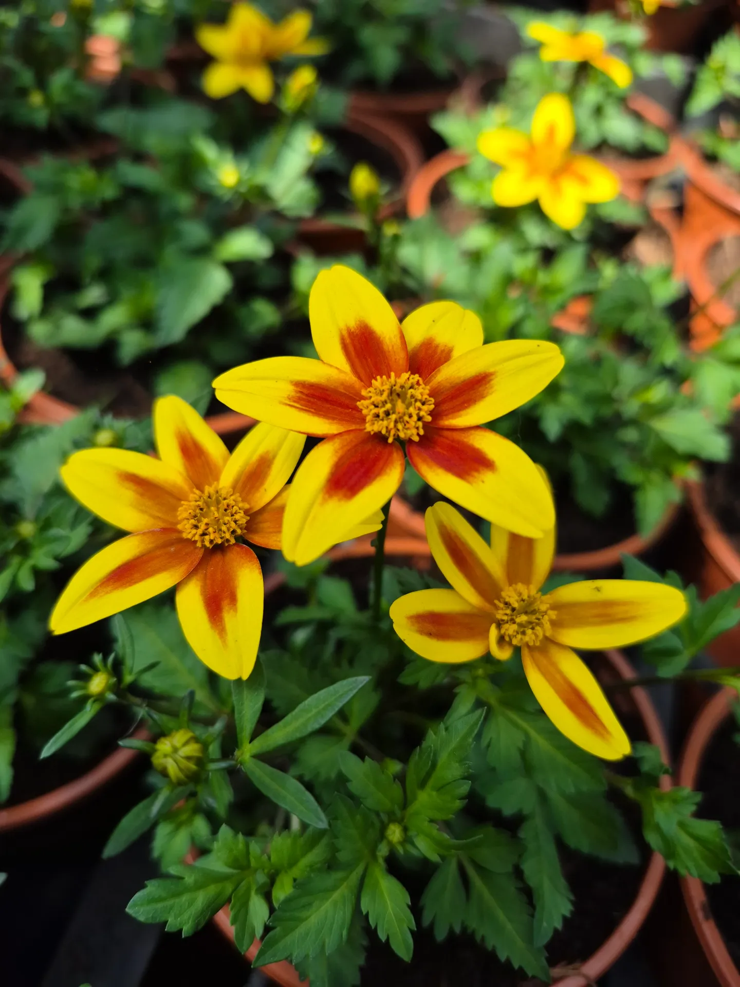 Bidens ferulifolia Blazing Star