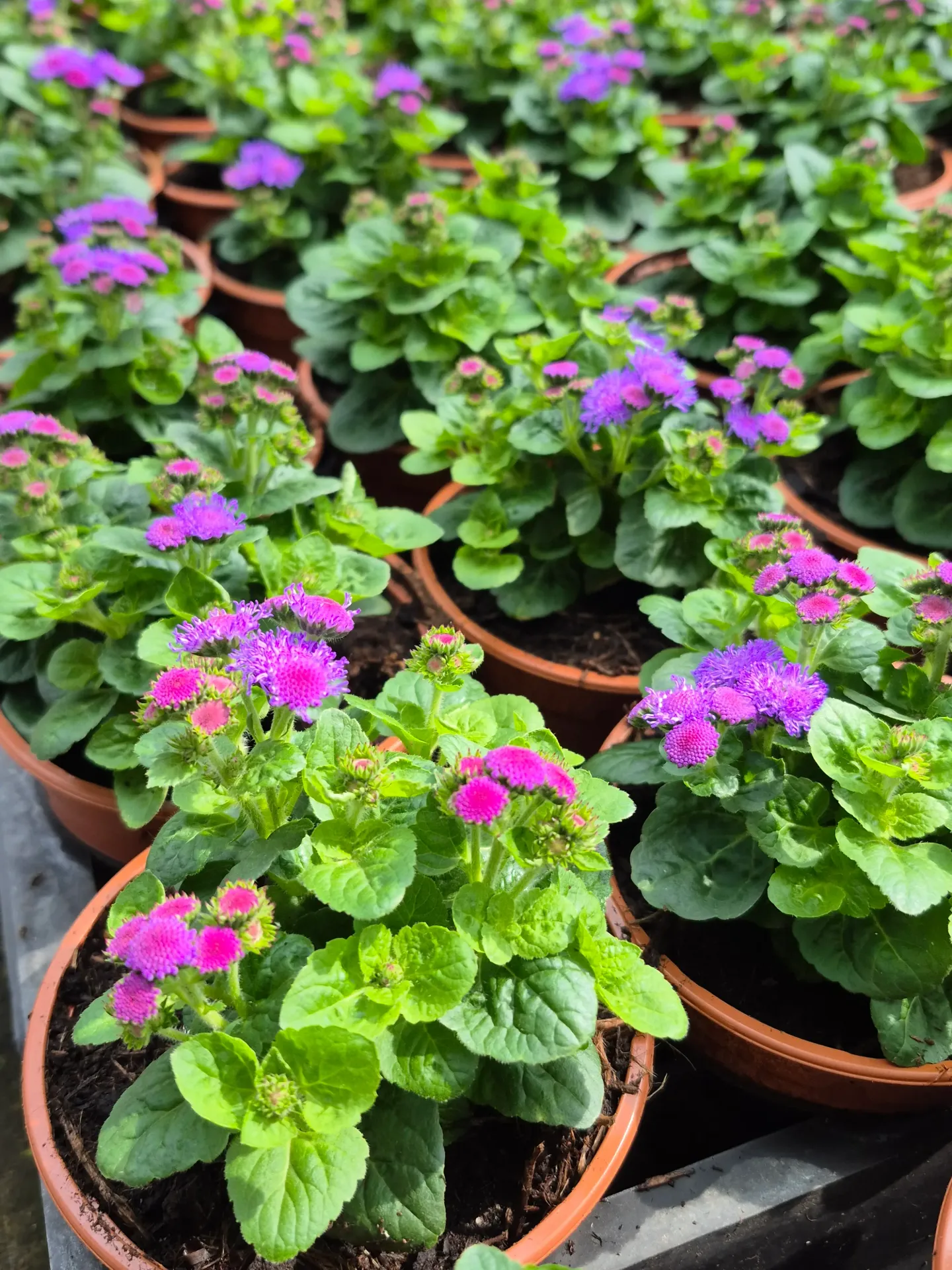 Ageratum Aguilera violet