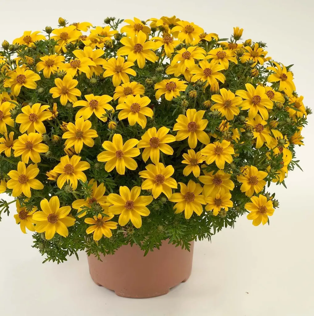 Bidens ferulifolia Yellow Charm