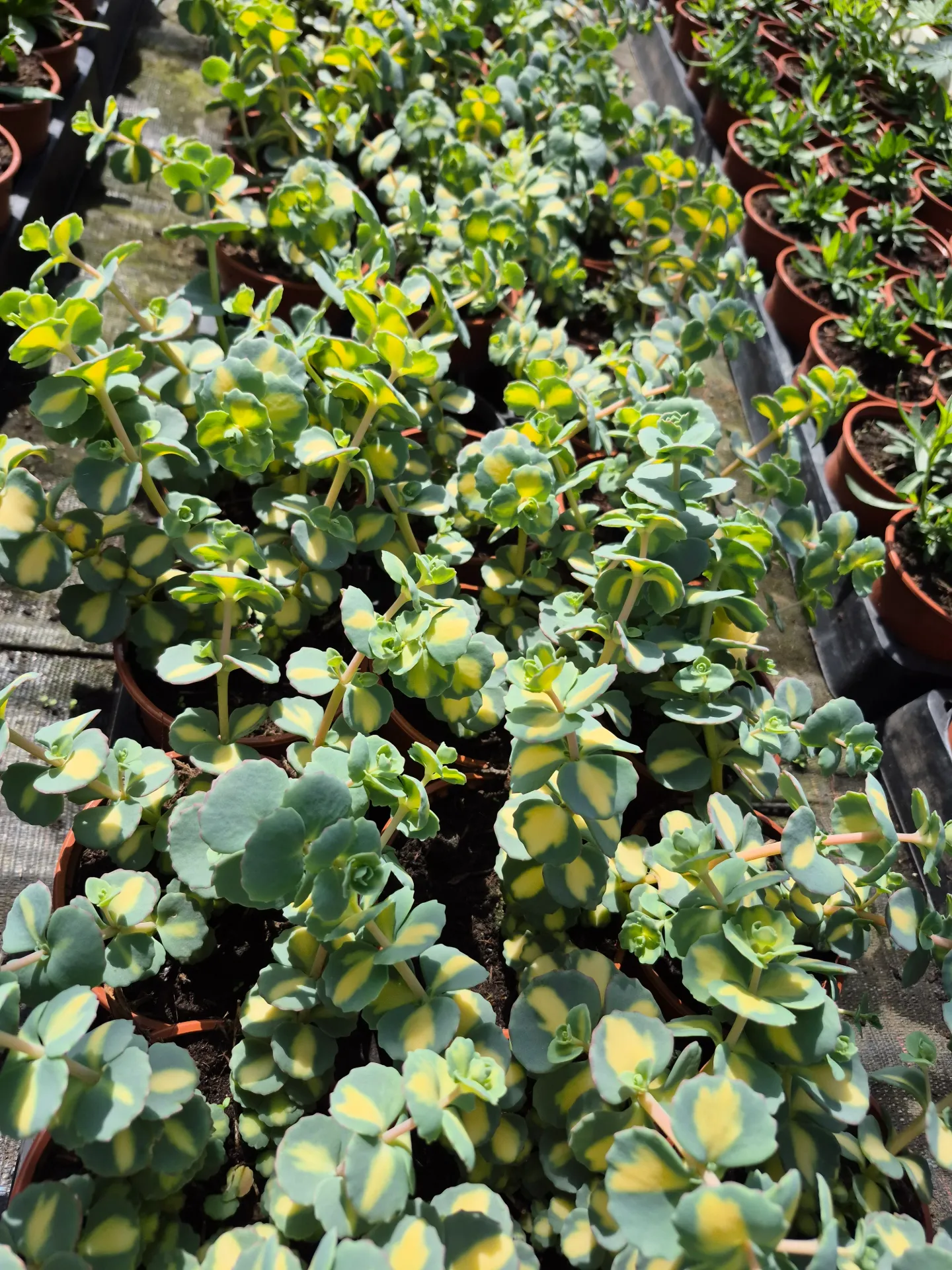 Sedum sieboldii variegata