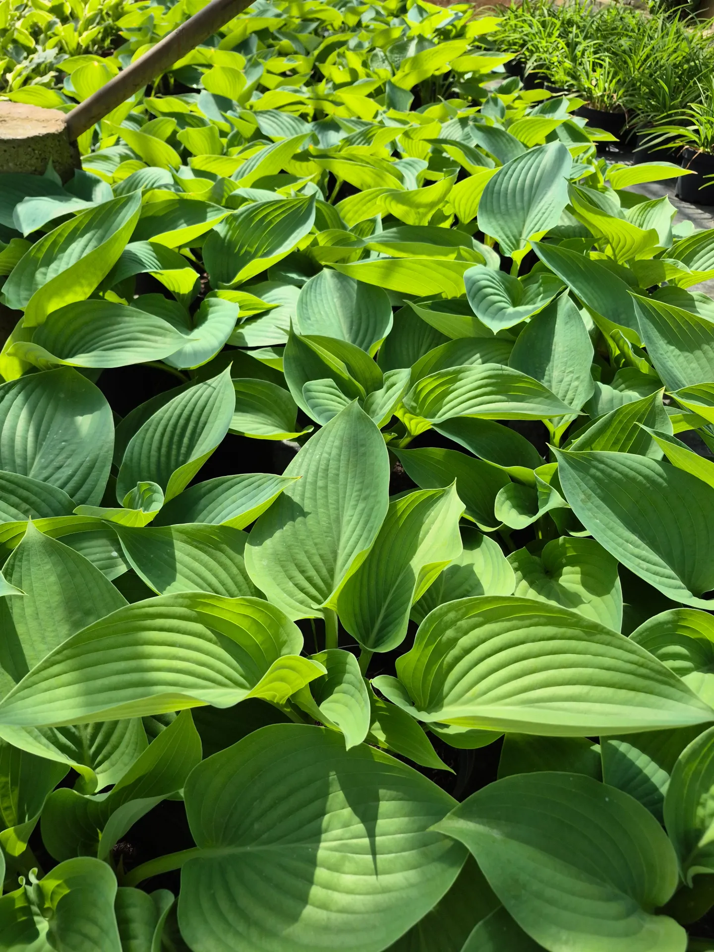 Hosta BIG