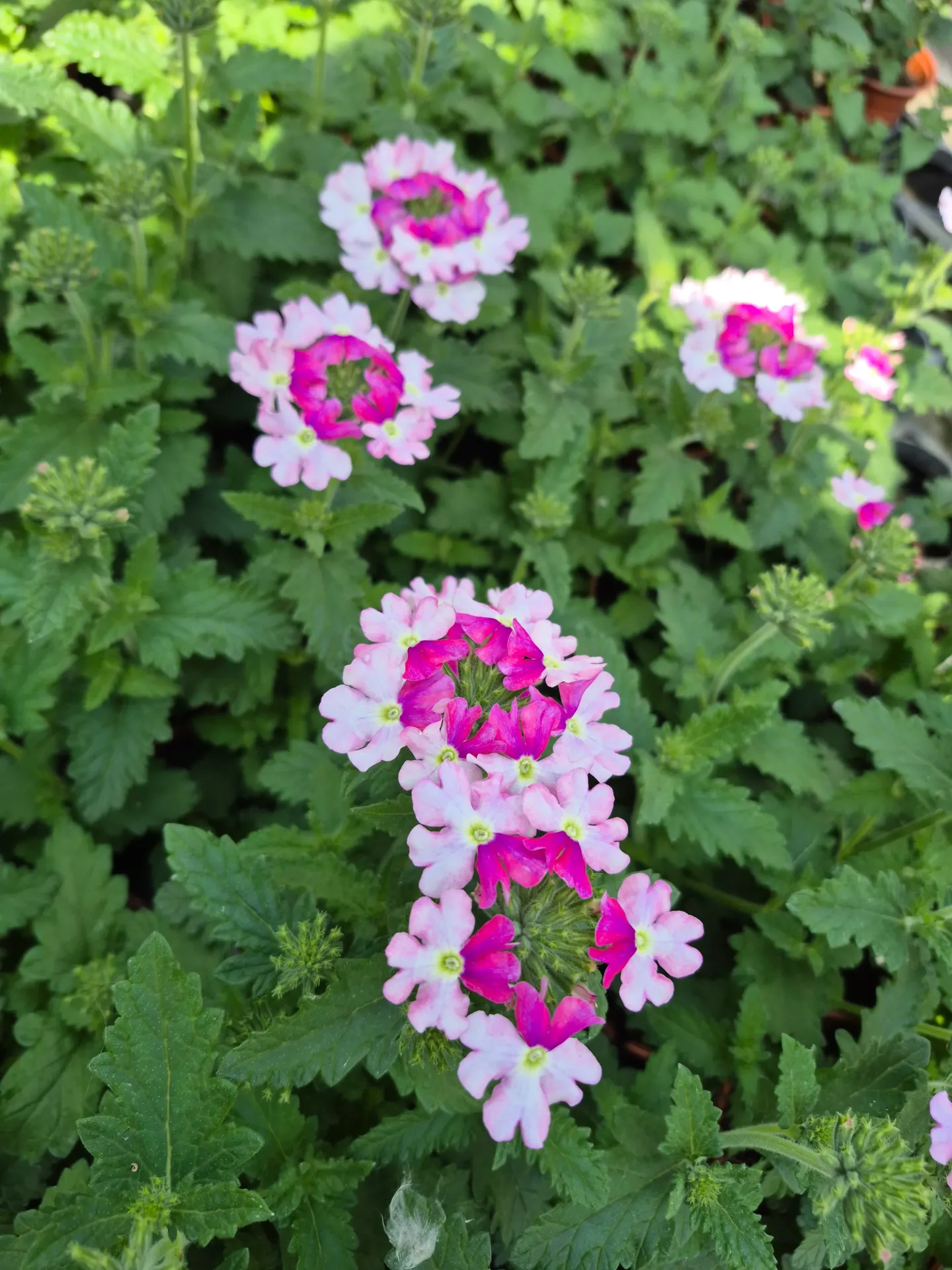 Verveine ornementale Bicolor