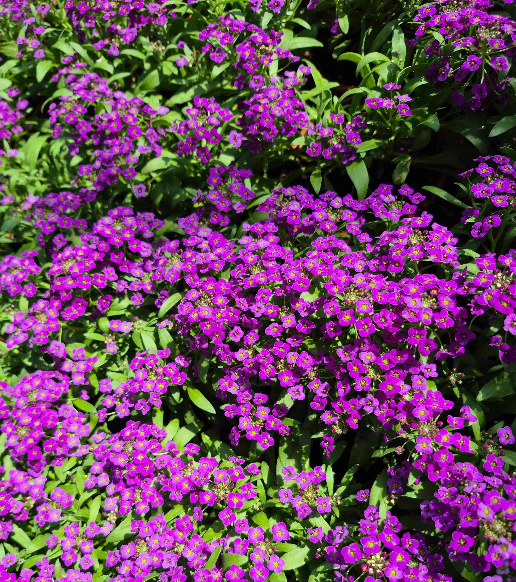 Lobularia maritima stream compact purple