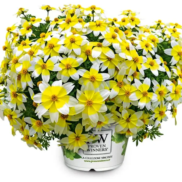 Bidens ferulifolia Spicy Electric White