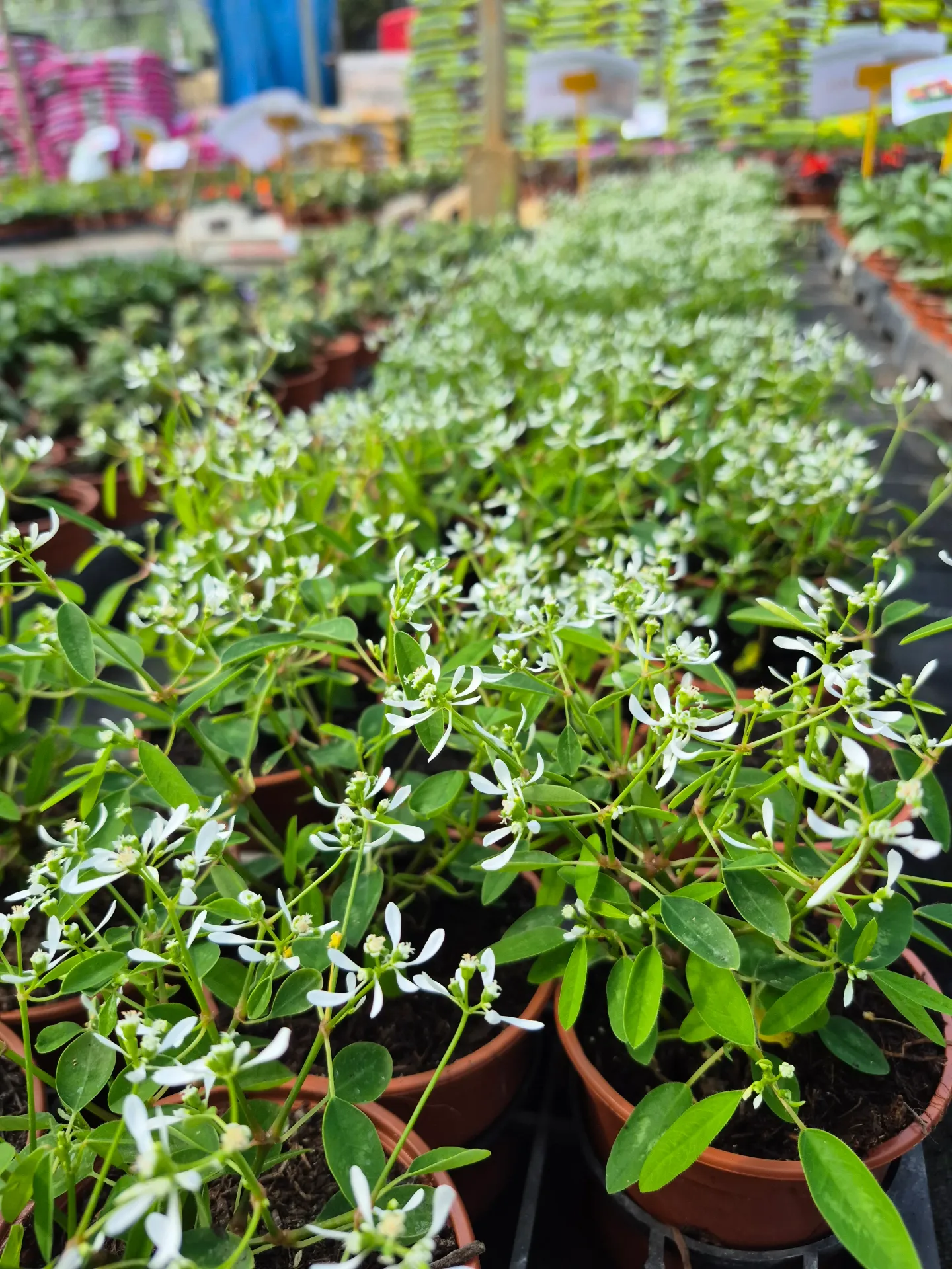 euphorbia hypercifolia diamond frost