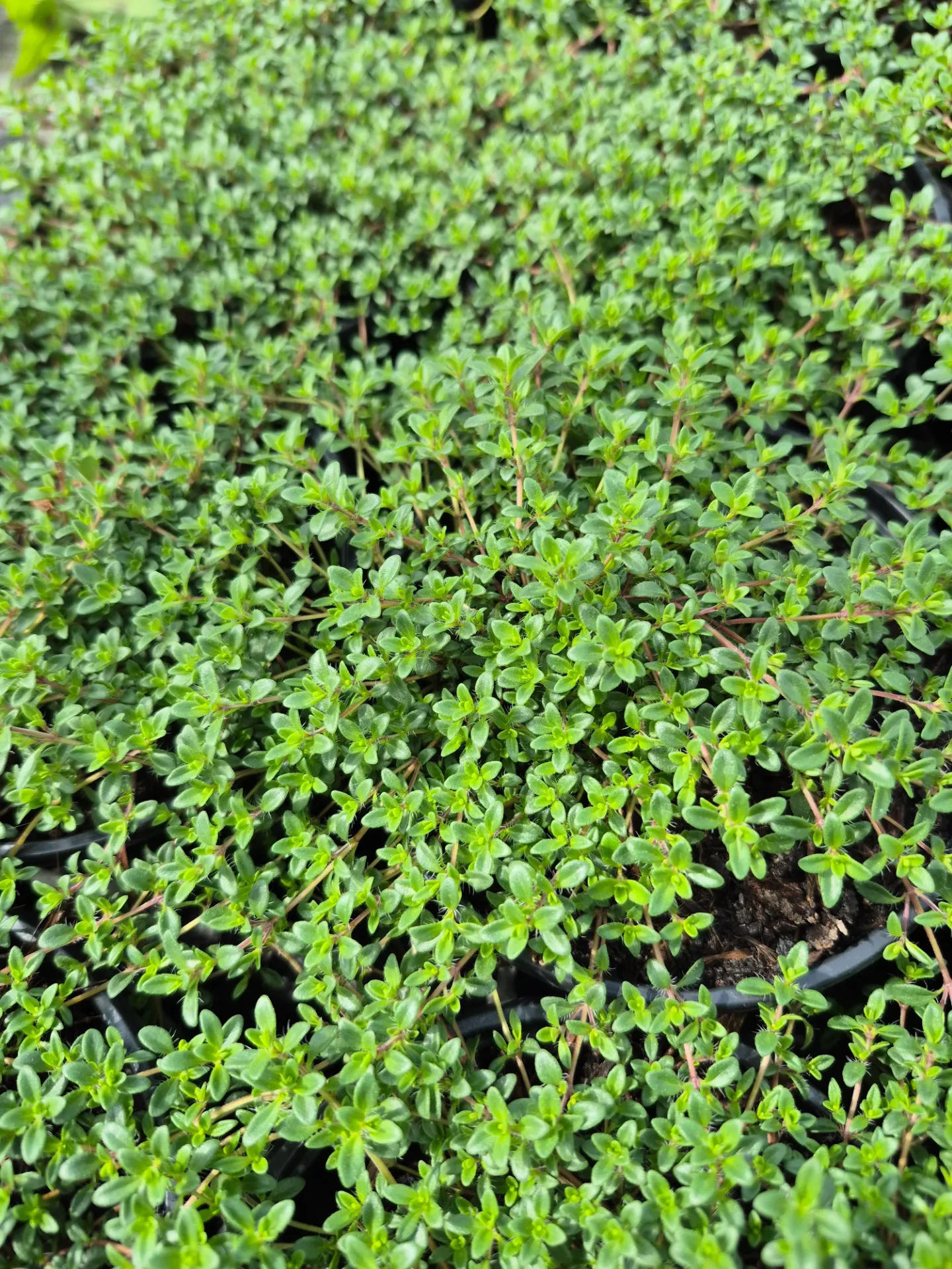 Thym précoce rampant rouge