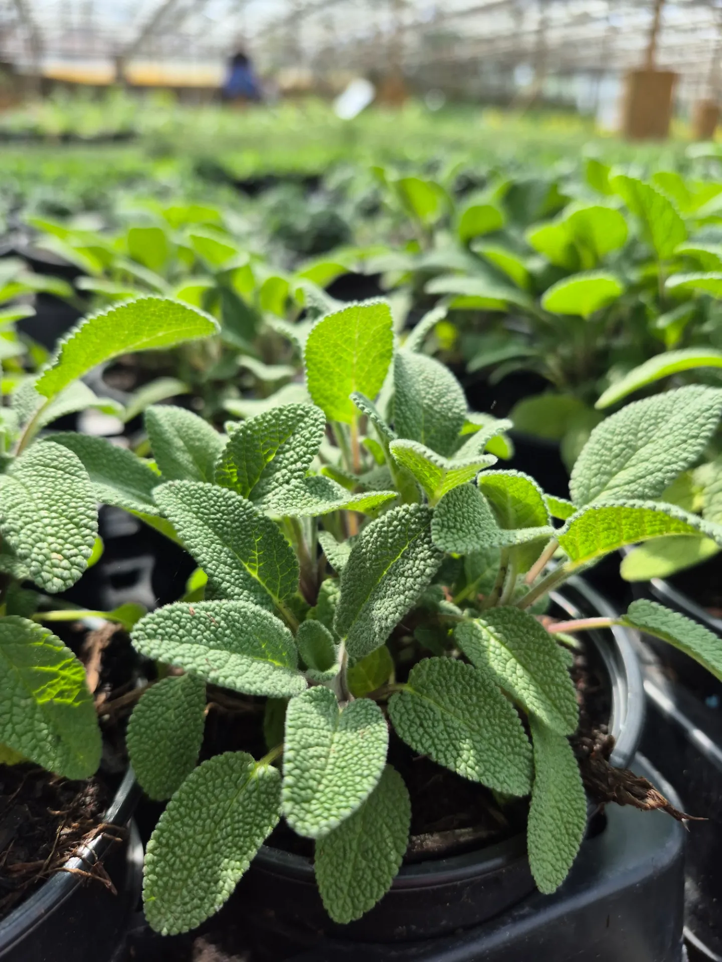 Sauge officinale ‘Grower’s Choice’
