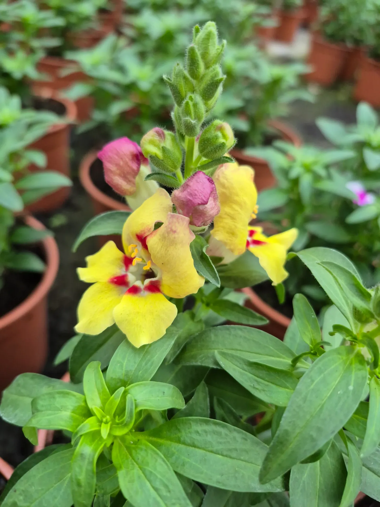 Muflier - Antirrhinum
