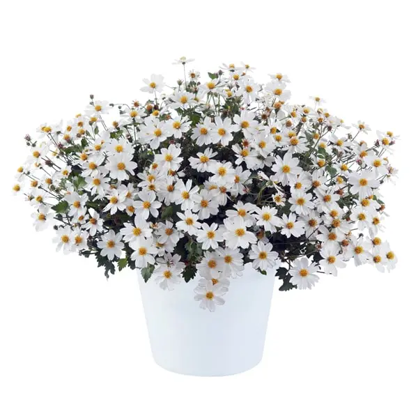 Bidens ferulifolia White Delight Improved