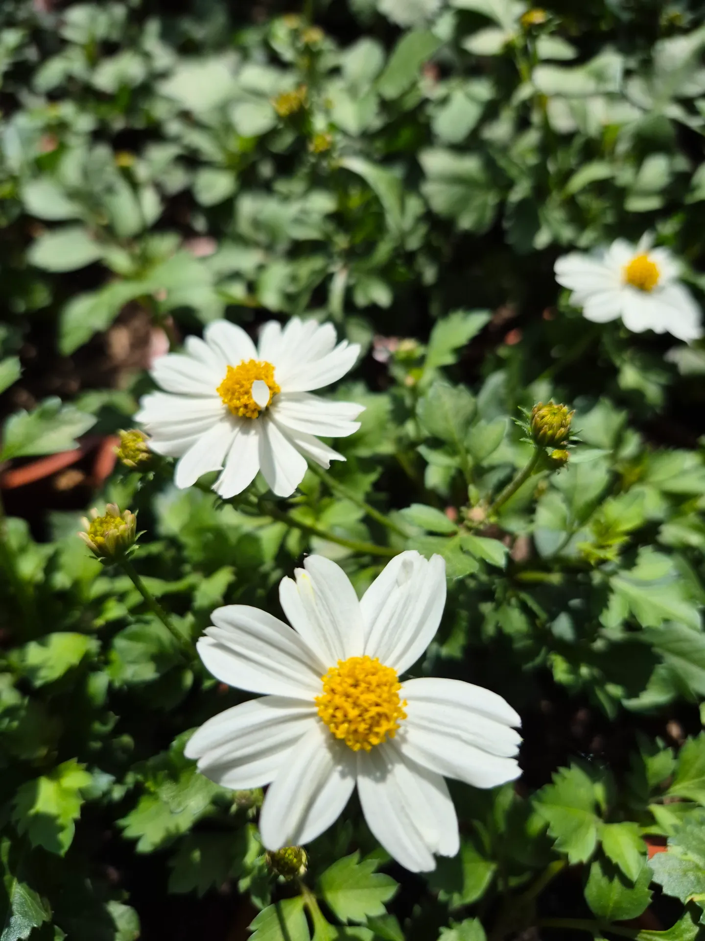 Bidens ferulifolia White Delight Improved