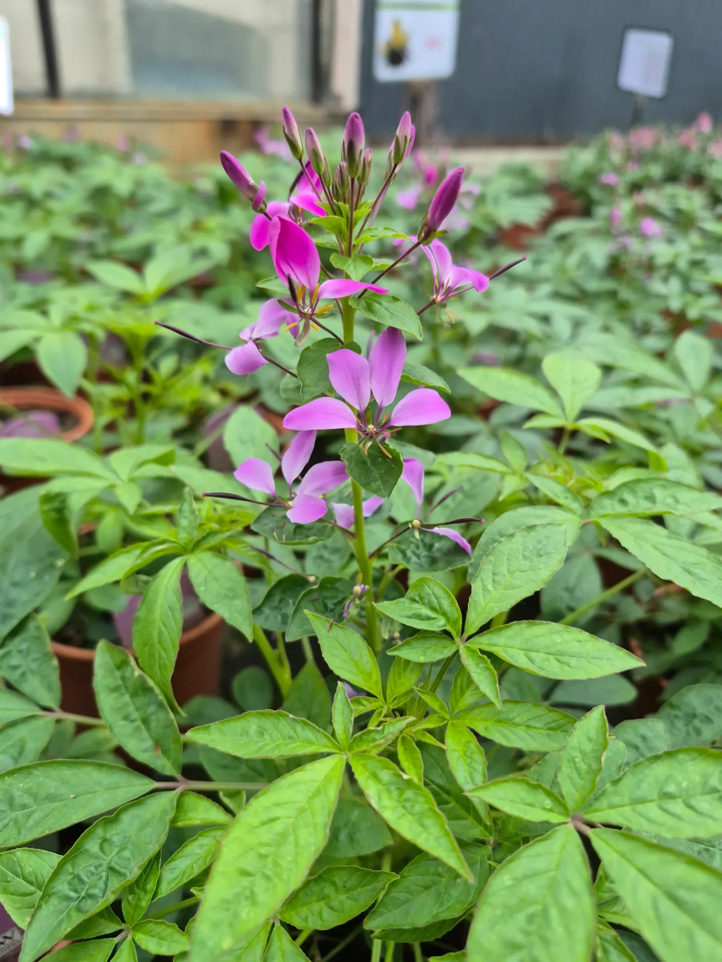 Cléomes hybrides “Señorita”