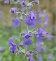 Nepeta × faassenii ‘Walker’s Low’