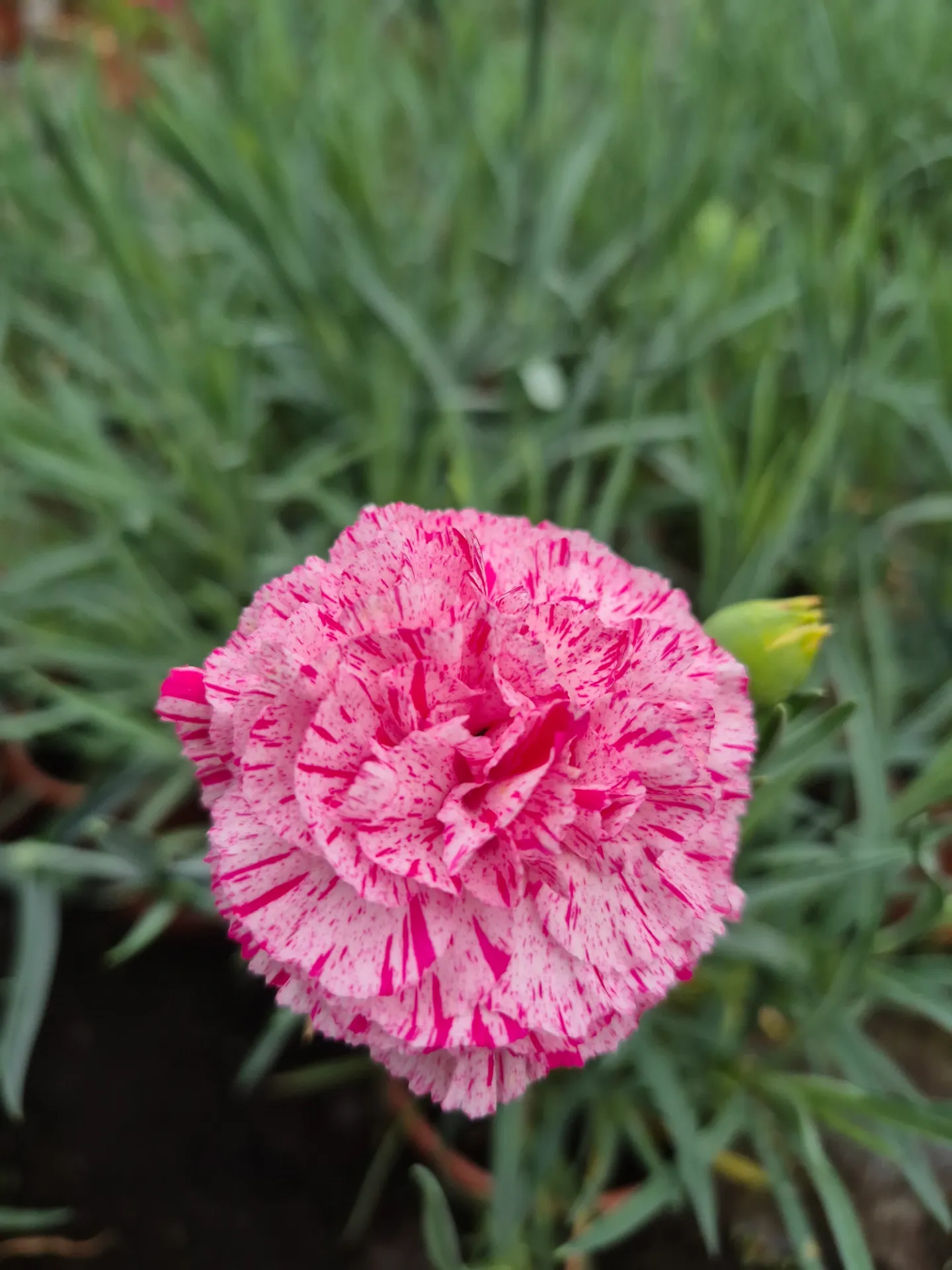 Dianthus hybrid ‘Devon Pinball Wizard’