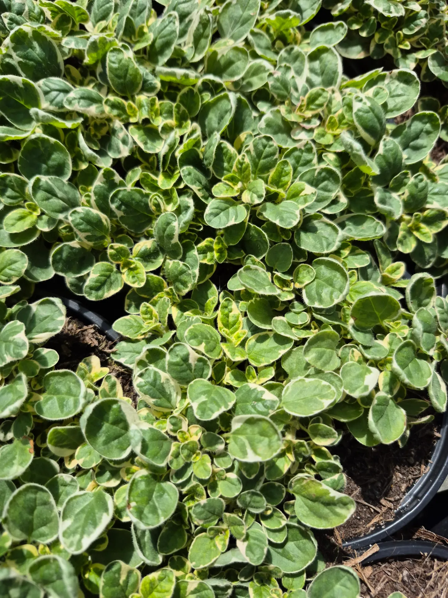 Origan vulg. Variegata