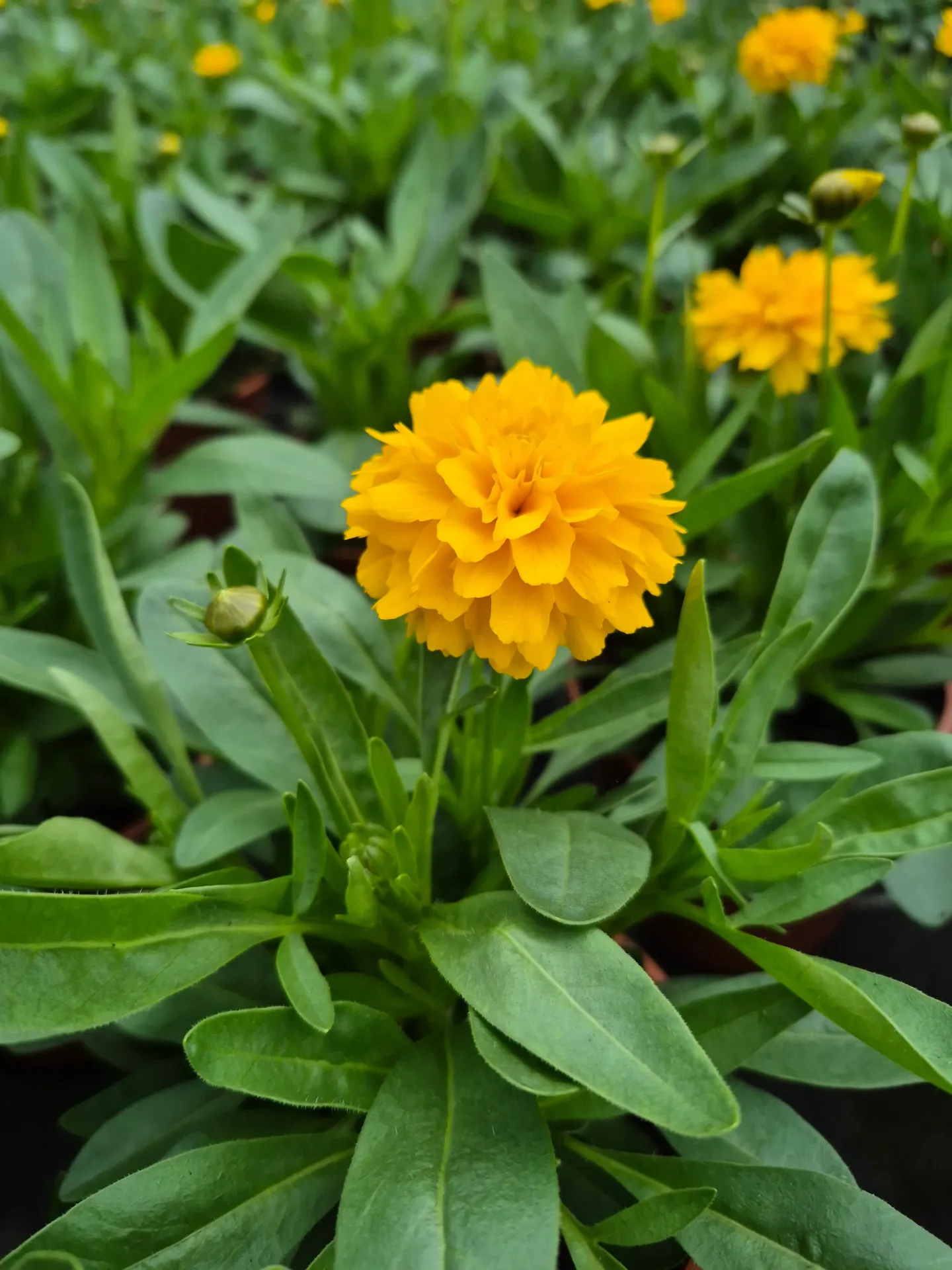 Coreopsis grandiflora Solanna Golden Sphere