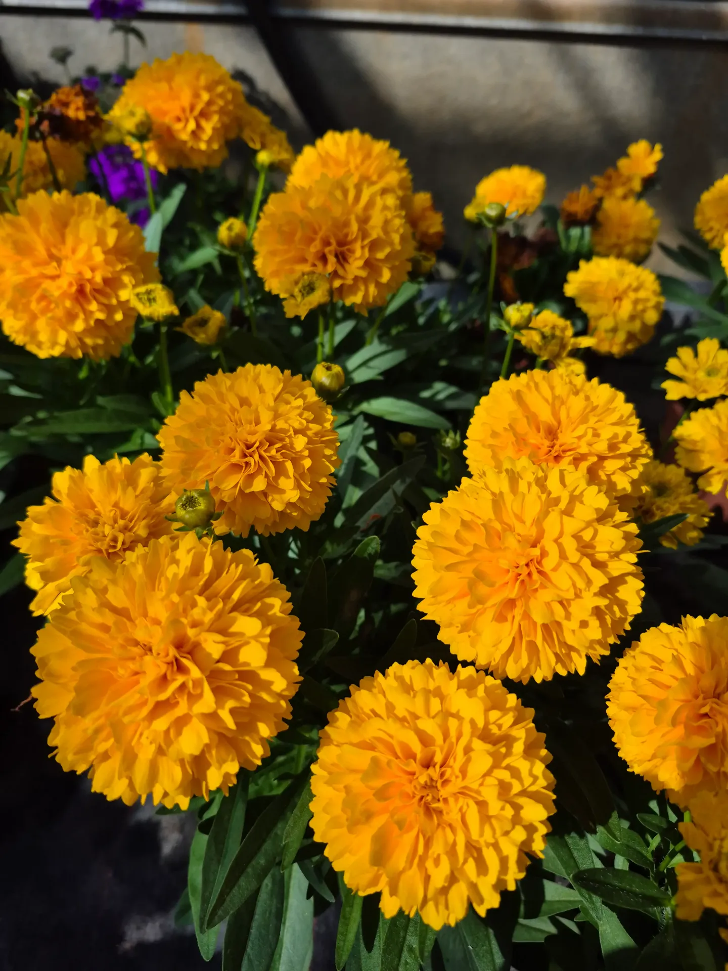 Coreopsis grandiflora Solanna Golden Sphere