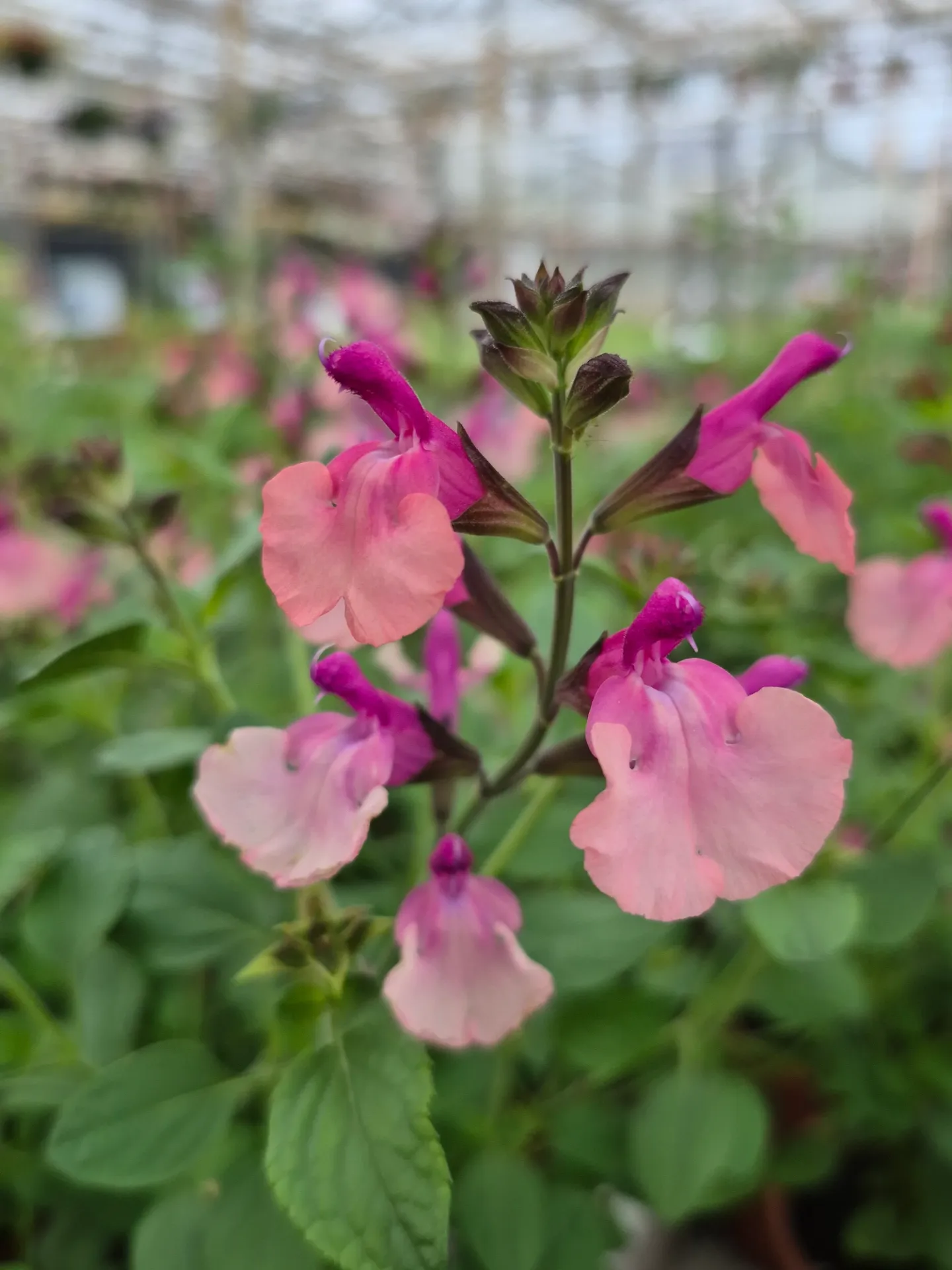 Salvia microphylla