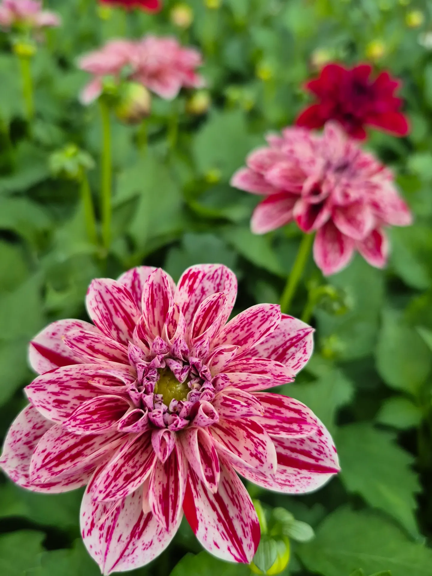 Dahlia hyb dahlietta surprise Paula