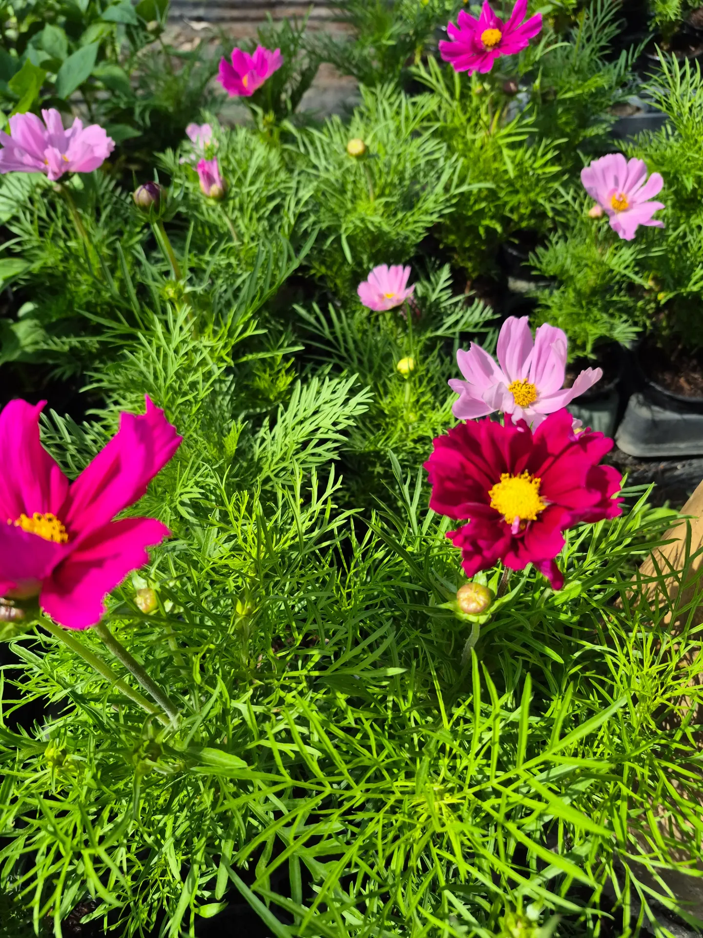 Cosmos bipinnatus cantale mix