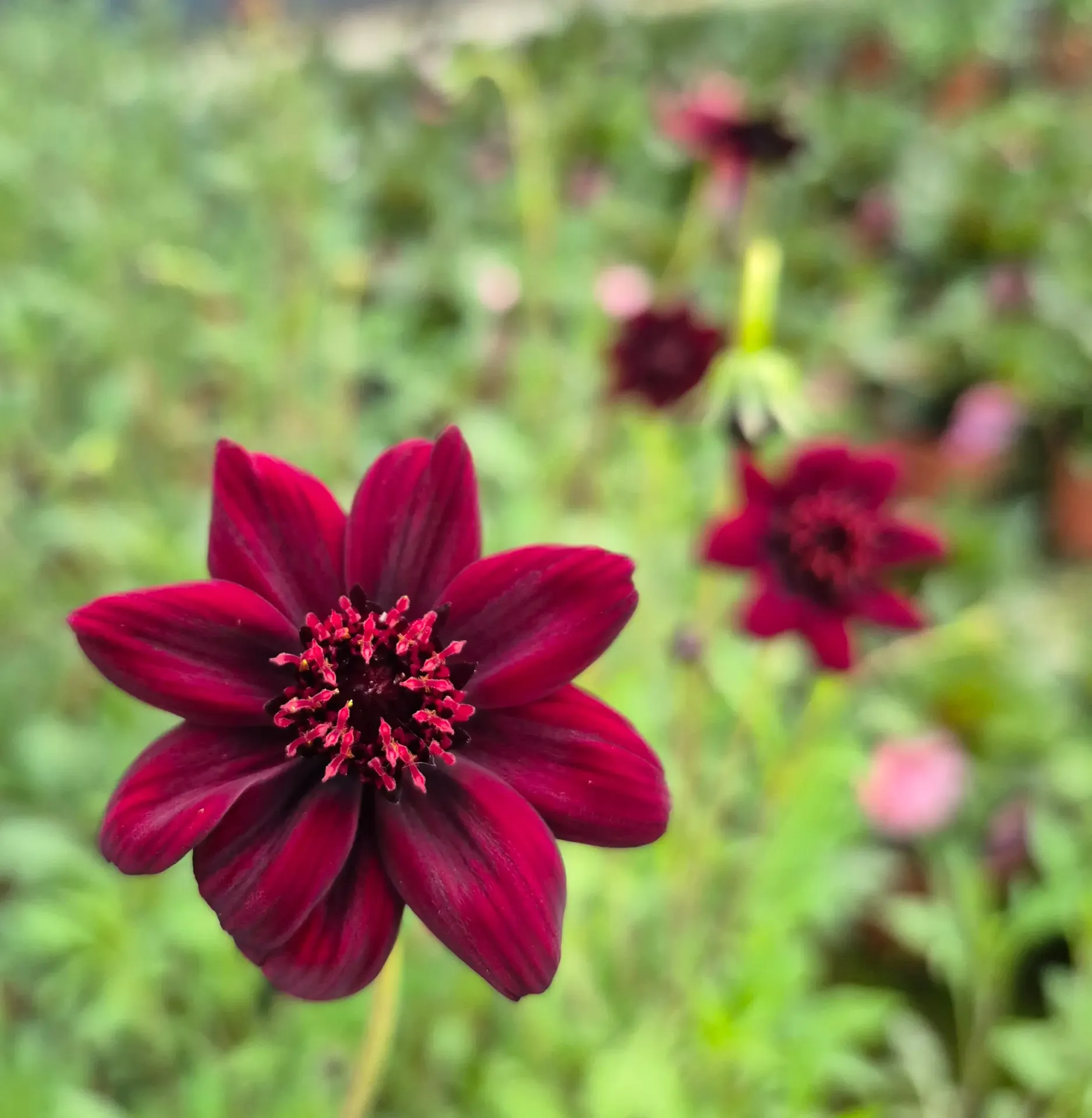 Cosmos atrosanguineus Chocamocha